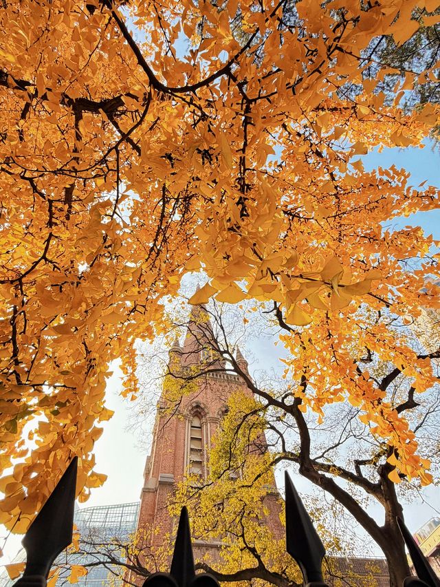 深秋限定！上海聖三一教堂銀杏與穹頂的絕美邂逅