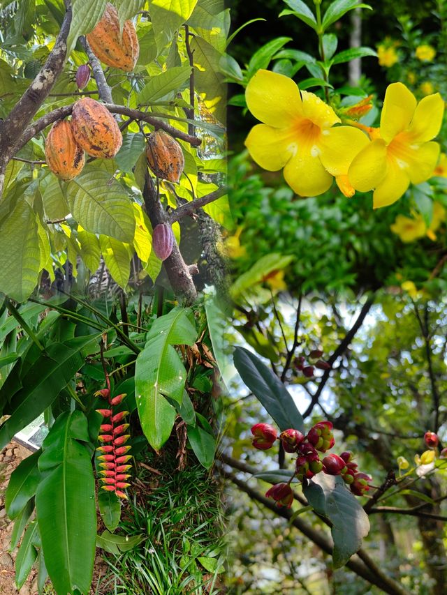 萬寧不止有海|闖入740畝熱帶植物王國 萬寧不止有海|闖入740畝熱帶植物王國