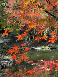 秋天的共青森林公園彷彿是一幅油畫