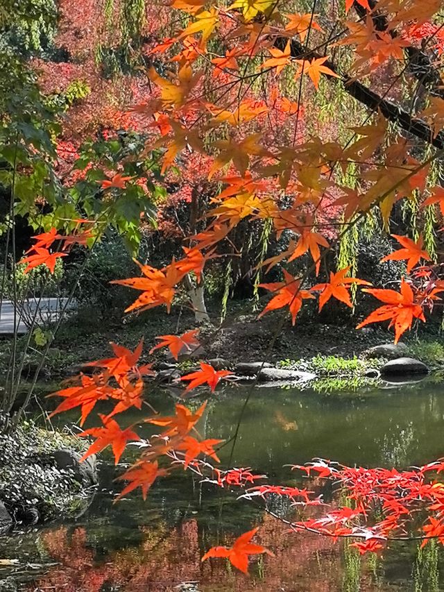 秋天的共青森林公園彷彿是一幅油畫 秋天的共青森林公園彷彿是一幅油畫