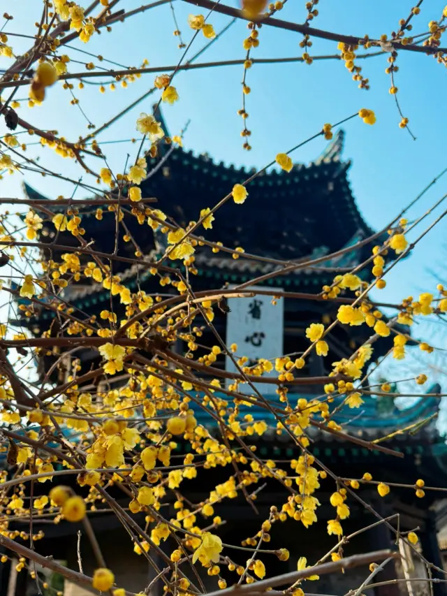 Best Spot for Viewing Plum Blossoms at the Mosque