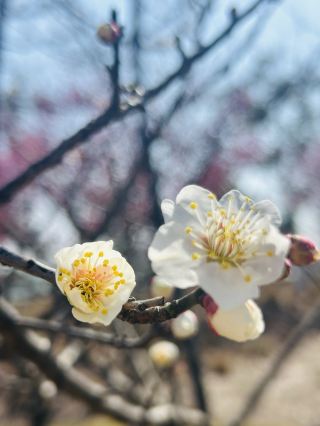 봄의 소리를 조용히 듣다