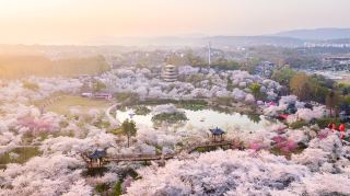 Hubei Releases Spring Flower Viewing Destinations, Top Ten Flower Seas Invite Global Tourists to Enjoy Together