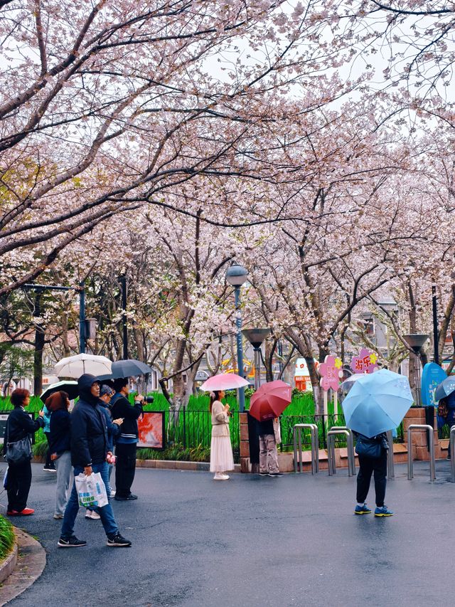 Su Real Springtime Real springtime shots of the cherry blossom forest at Hongkou Football ...