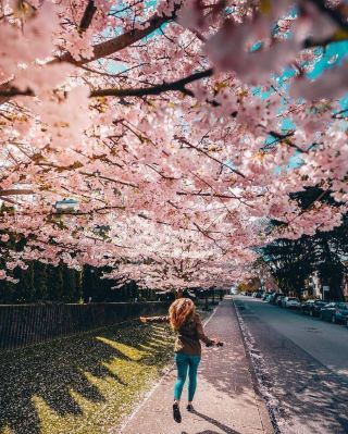 Canada Flower Viewing Schedule｜All in One!