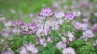 岳陽の春の花探しマップ、洞庭湖畔の花と草の海を期間限定で楽しむ