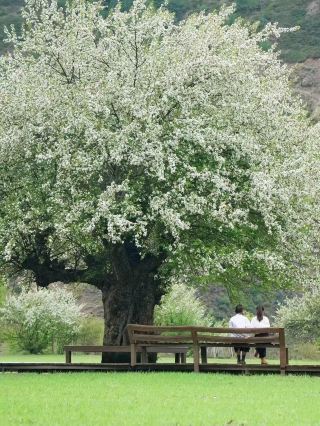 Jia Gen Ba Ose Flower 2026 Must-See Guide - The True First Release Online!