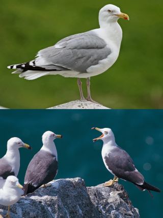 Matsu Summer Feathered Appointment, Come See the Mythical Birds!