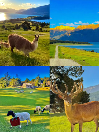 Worried about bankruptcy before the trip, but after 7 days in New Zealand, I found it’s not that expensive