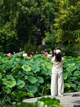 Free lotus viewing spot