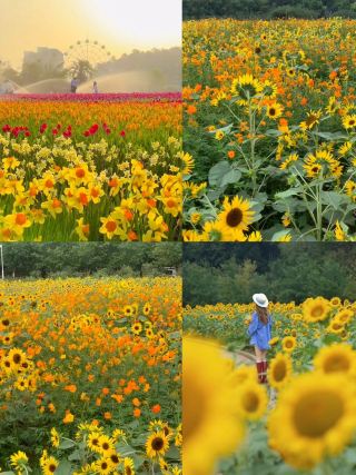 Liuyang River Scenic Belt: A slow-paced autumn riverside trail