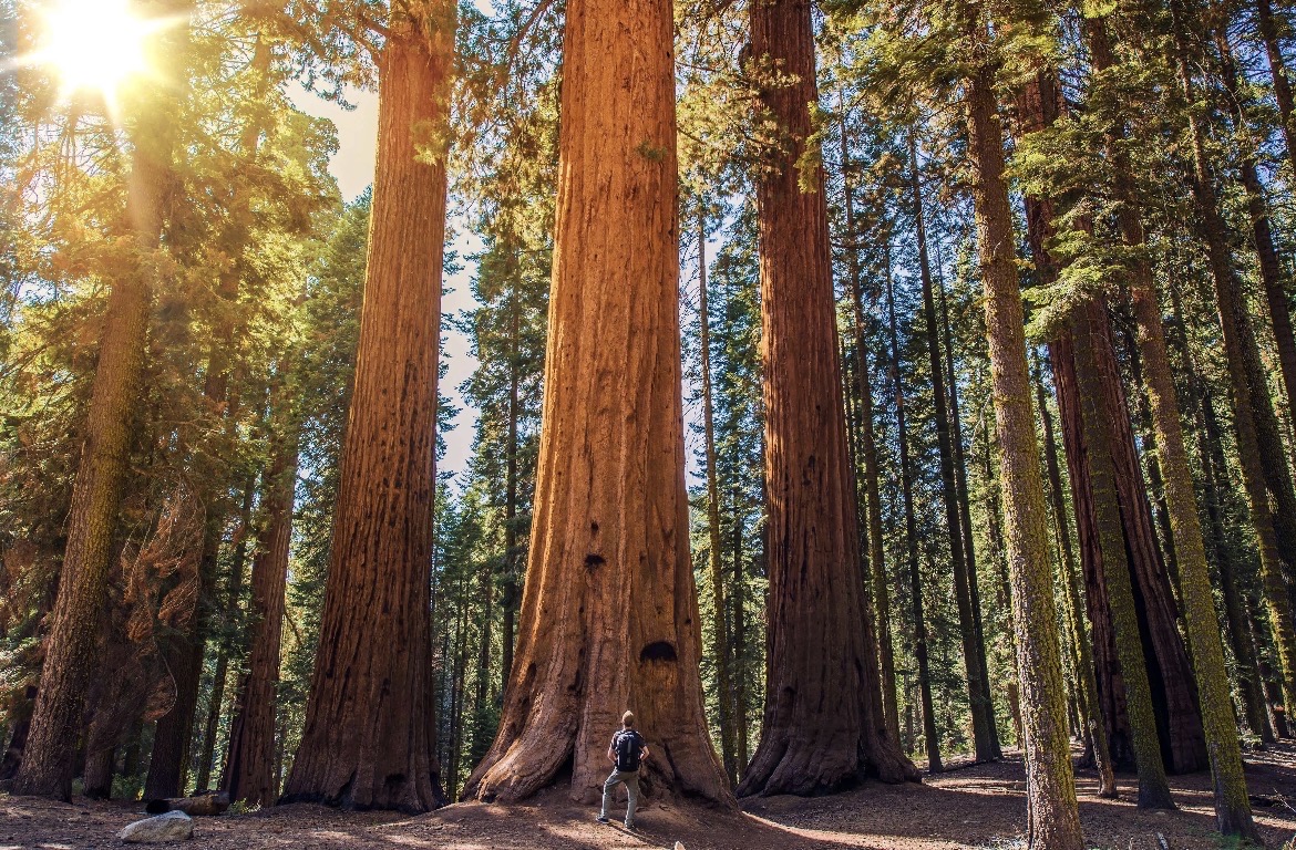 Must-do routes in Sequoia National Park