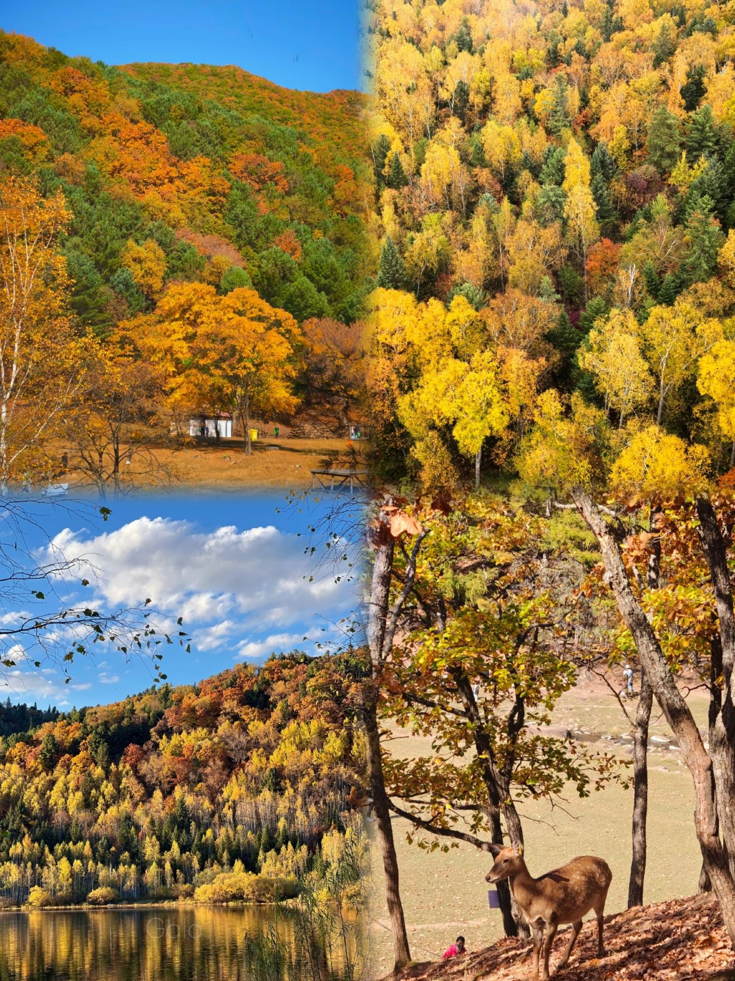 Just back from Yichun. I really don't recommend going in October–November, because it's just too...
