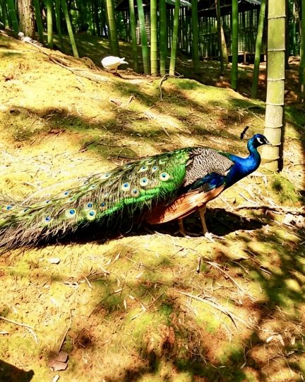 Gutian Cuiping Lake | Encounter Peacocks in the Bamboo Forest, Check in at the Peace Suspension Bridge by the Lake Location: Gutian Cuiping Lake, Ningde Come to Gutian Cuiping Lake and be surprised to encounter a bamboo forest.