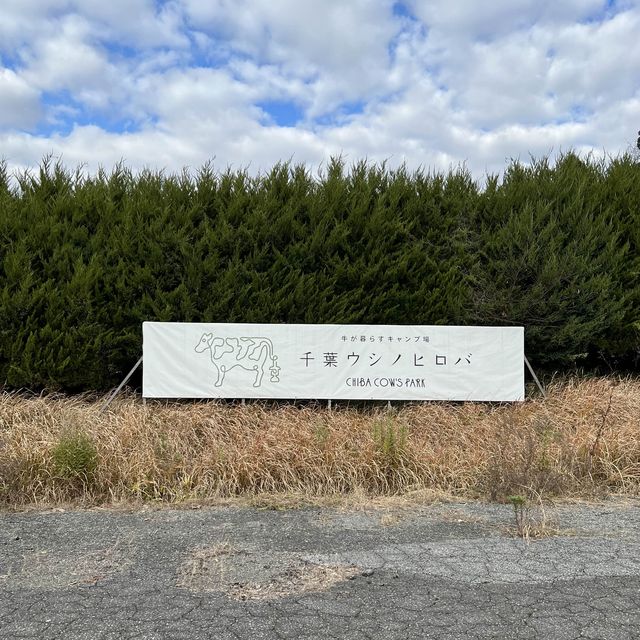 牛が暮らすキャンプ場　千葉ウシノヒロバ