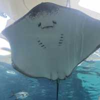 Marine encounter at Cebu Ocean Park 