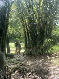 Animal Encounter at Cebu Safari