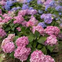 季節限定··沙田好去處