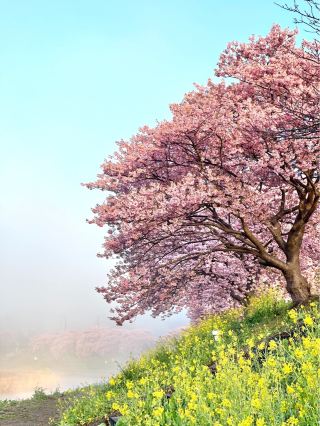 Izu Minami Cherry Blossom and Rape Blossom Festival
