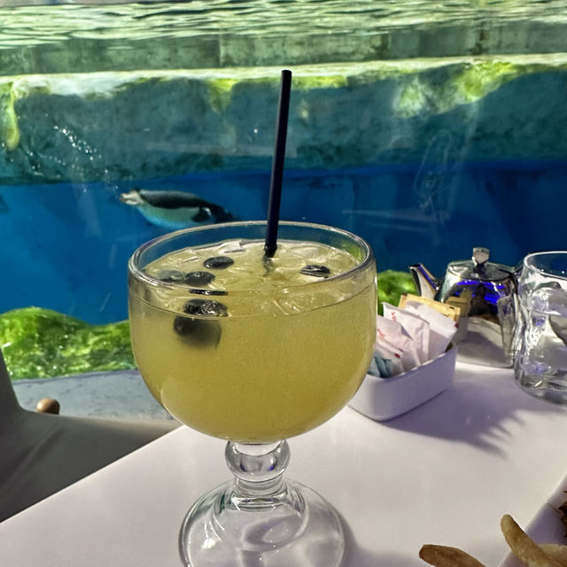呆萌企鵝陪食飯 海洋公園冰極餐廳🐧🐧🐧😍😍😍