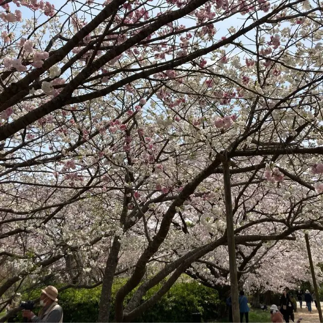 博多　大濠公園　桜が満開