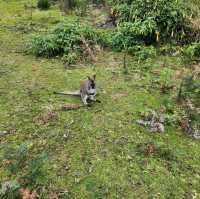 Wallaby ที่ไม่ใช่ จิ้งโจ้ Unseen Bruny Island