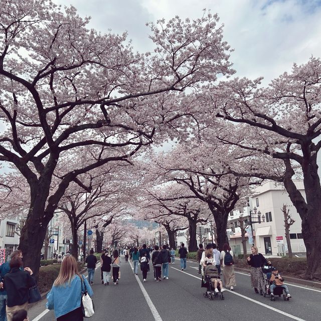 4年ぶりのひたちさくらまつり🌸