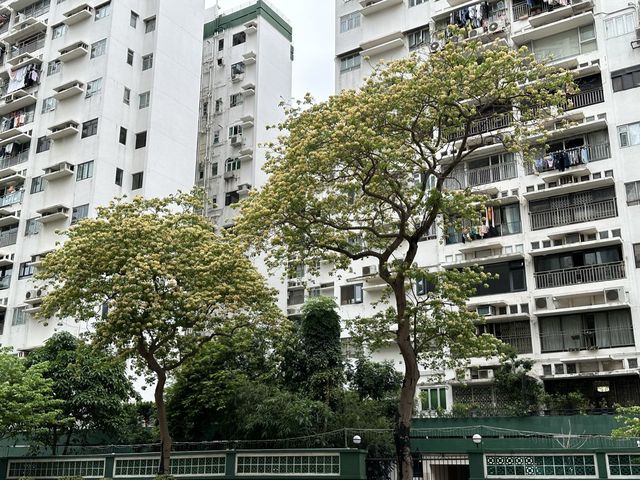 香港賞花 | 太子道西一帶魚木盛放