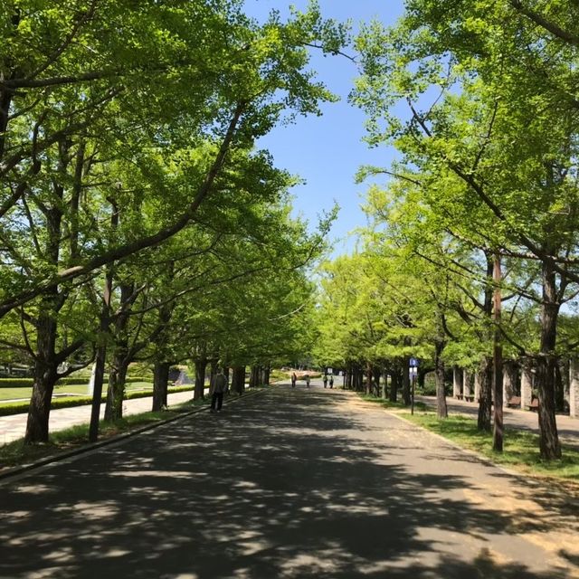 春にオススメ「昭和記念公園」