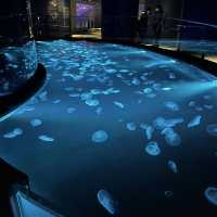 水母主打～墨田水族館