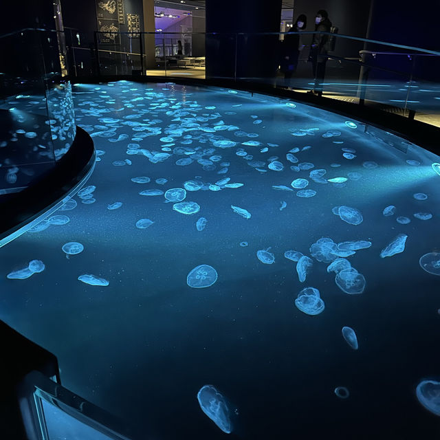 水母主打～墨田水族館