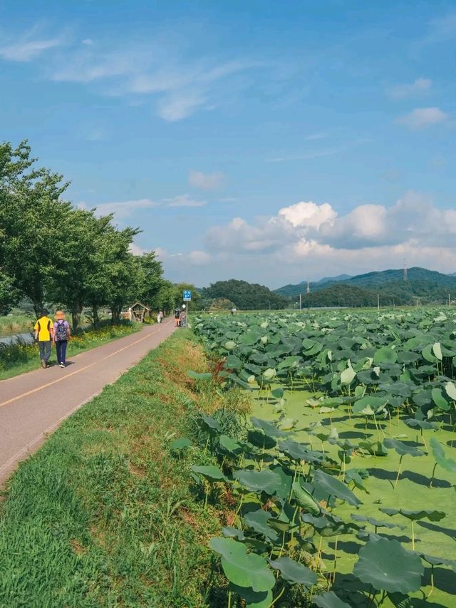 동화같은 연꽃들이 가득히 피어난 이곳"연꽃테마파크"