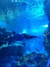 地點屈機既水族館|曼谷暹羅海洋世界