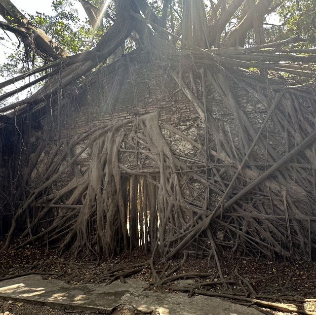 WOW That's tree roots house！！！
