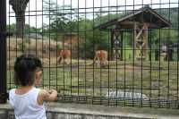 鹿兒島平川動物園探險之旅