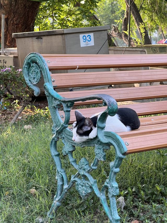 방콕에서 제일 추천하는 Lumphini park