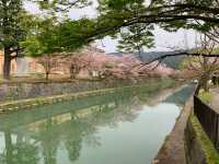 京都　京都観光　2023年平安神宮の桜！