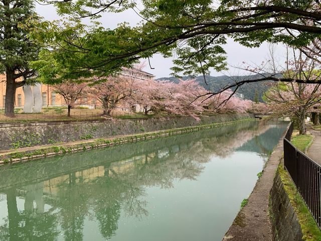 京都　京都観光　2023年平安神宮の桜！