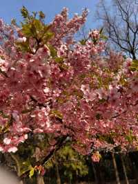 🌸春季東京旅行必去的櫻花景點——井之頭恩賜公園！