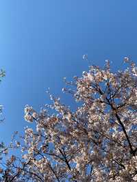 4월 중순에도 만개한 벚꽃이 피어있던 곳🌸 [인천대공원]