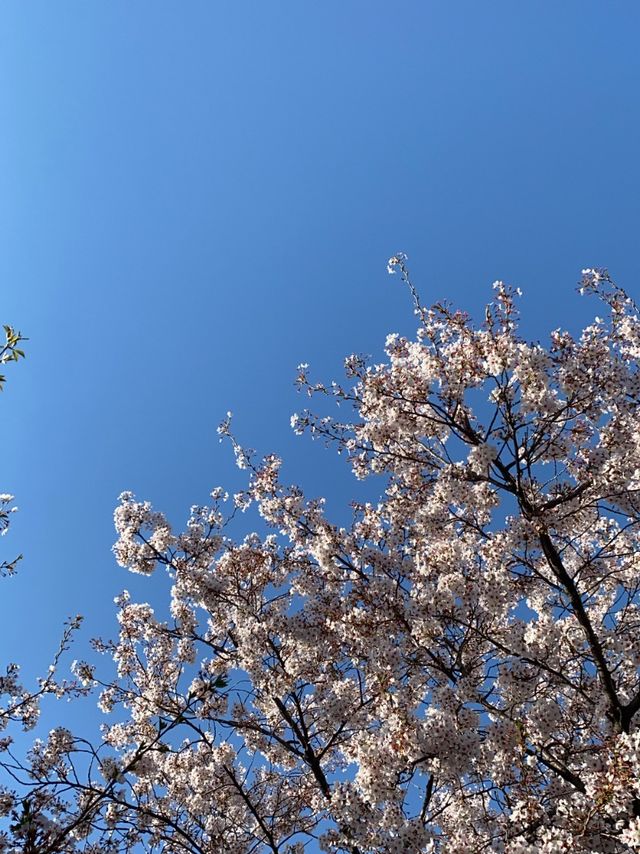 4월 중순에도 만개한 벚꽃이 피어있던 곳🌸 [인천대공원]