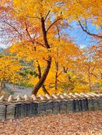 경상도 단풍명소 추천, 청도 운문사