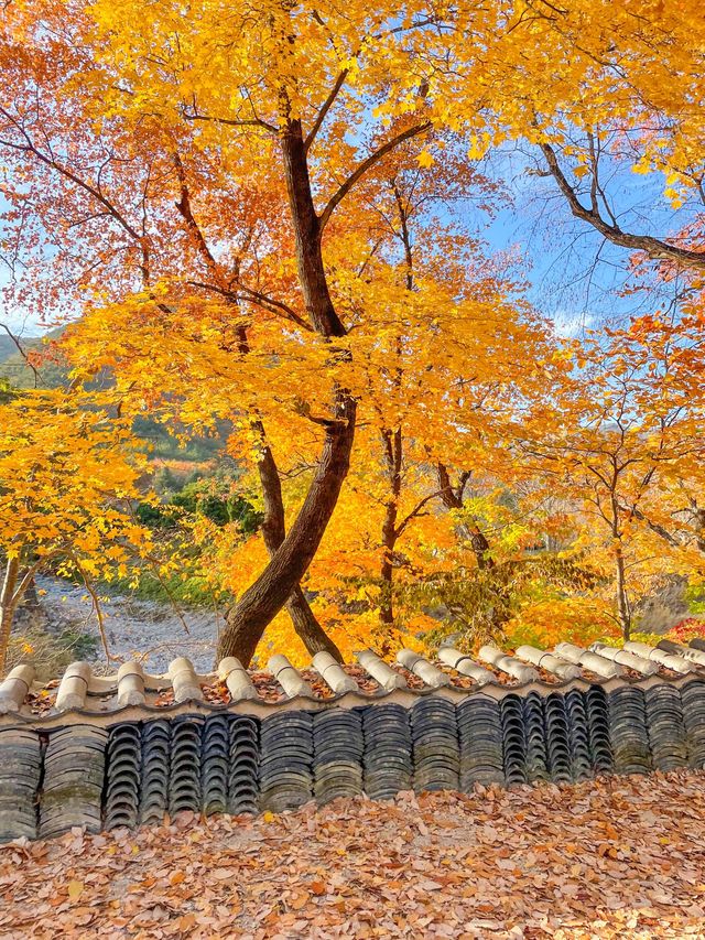경상도 단풍명소 추천, 청도 운문사