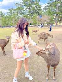 특별한 일본여행을 즐길 수 있는 사슴공원🦌