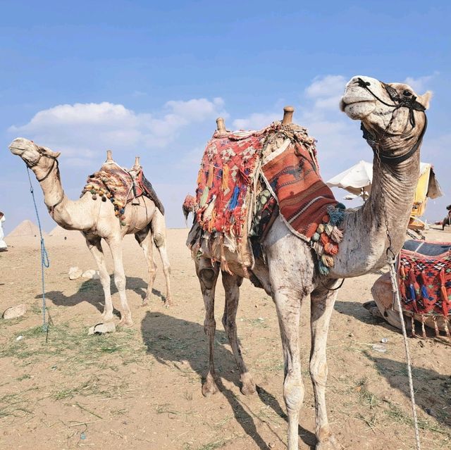 世界七大奇景｜偉大的古文明埃及金字塔群與人面獅身像🇪🇬