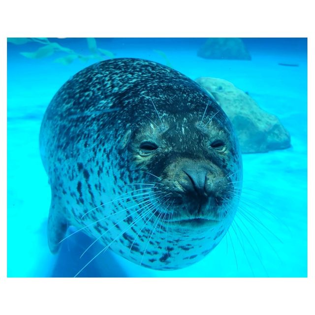 動物保育。海洋公園 