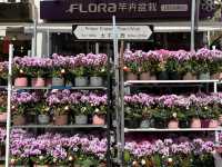 Colourful Flowers for Chinese New Year