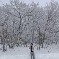 [제주도] 제주도 겨울 필수 여행지 ‘1100고지’
