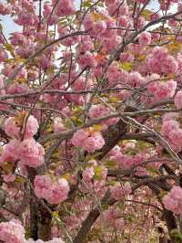 앞으로 2주 뒤 만날 수 있는 탐스런 겹벚꽃 세상🌸
