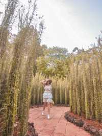 Explore The Singapore Botanic Gardens